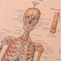 affiche-anatomie-humaine-vintage