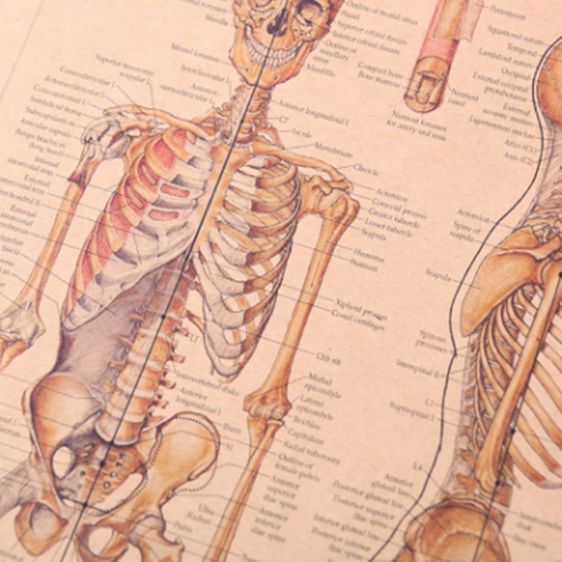 affiche-anatomie-humaine-vintage