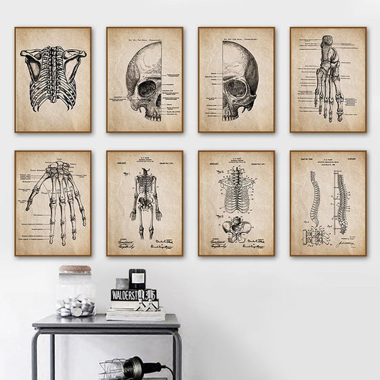 tableau-crane-anatomique-vintage