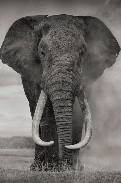 affiche-de-peinture-sur-toile-delephant-sauvage-dafrique