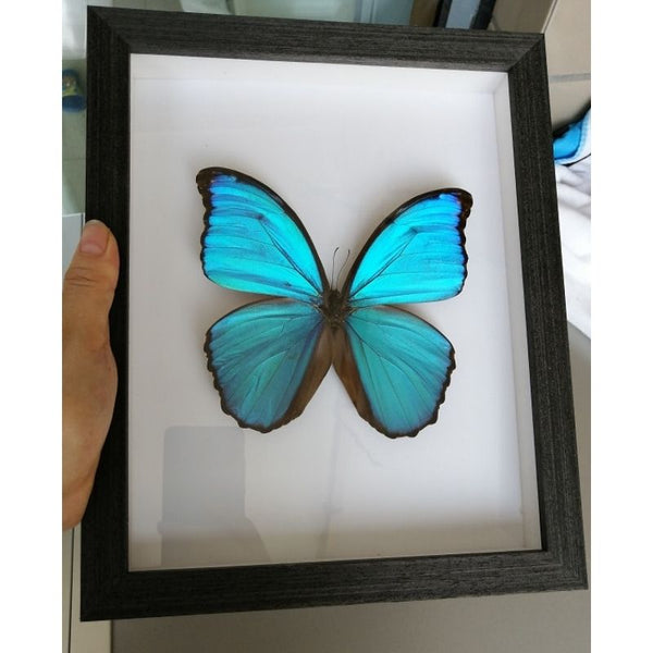    cadre-papillon-vintage