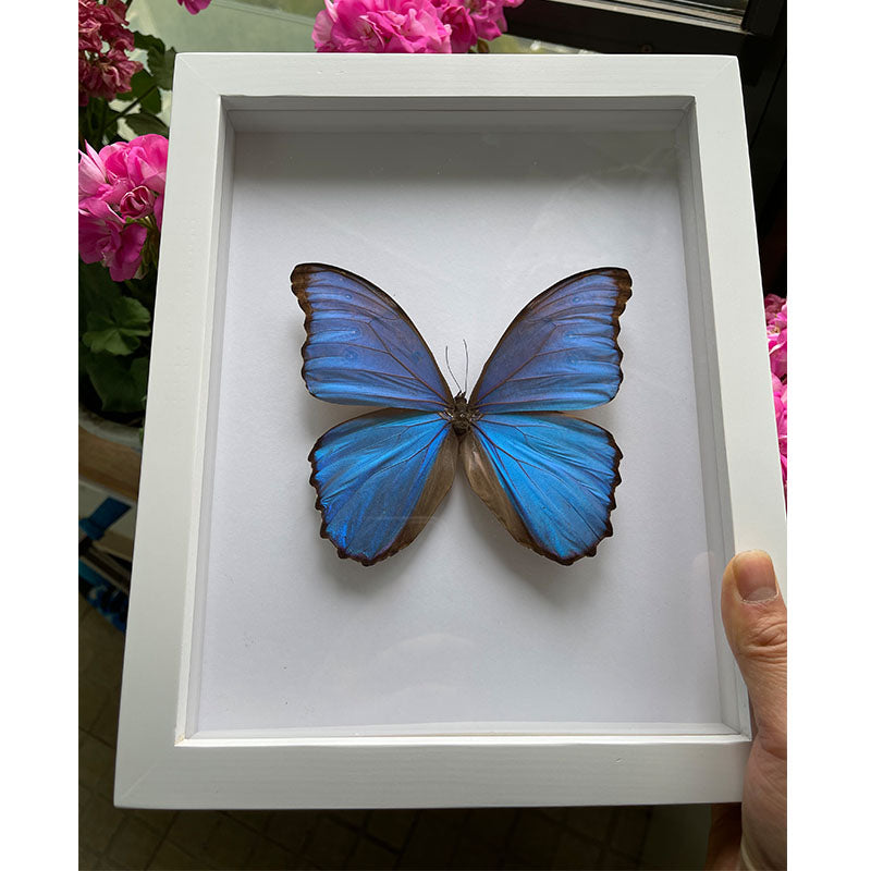    cadre-vintage-papillon